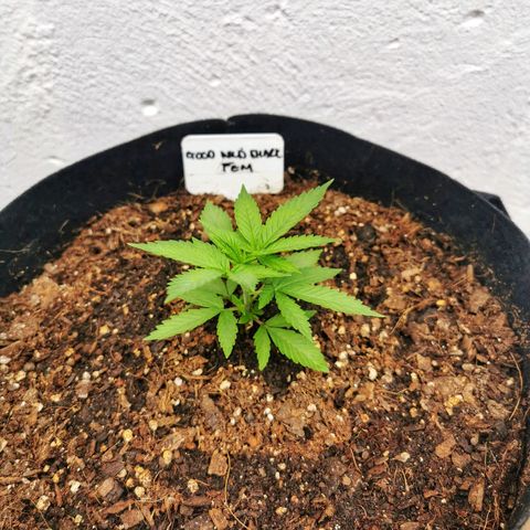 Good Wild Shark CBD growlog timeline photo