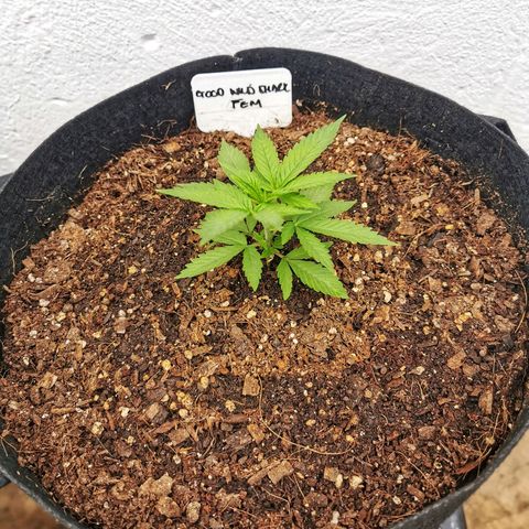 Good Wild Shark CBD growlog timeline photo