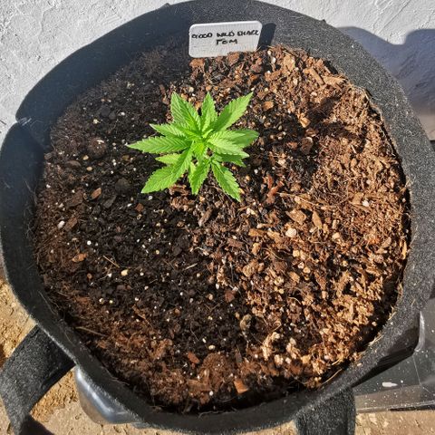 Good Wild Shark CBD growlog timeline photo