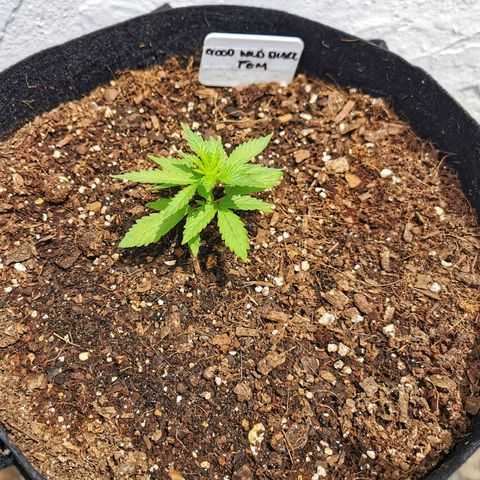 Good Wild Shark CBD growlog timeline photo
