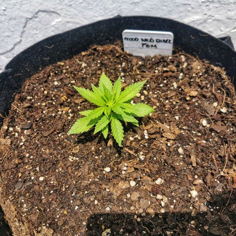 Good Wild Shark CBD growlog timeline photo