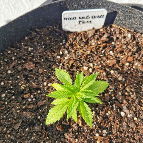 Good Wild Shark CBD growlog timeline photo