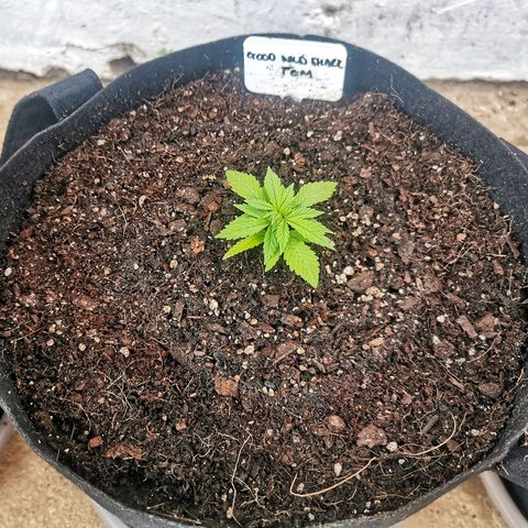 Good Wild Shark CBD growlog timeline photo