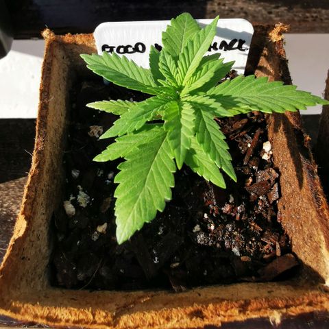 Good Wild Shark CBD growlog timeline photo