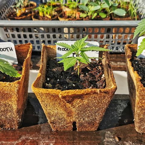 Good Wild Shark CBD growlog timeline photo