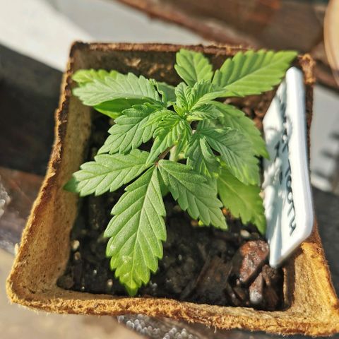 Good Wild Shark CBD growlog timeline photo