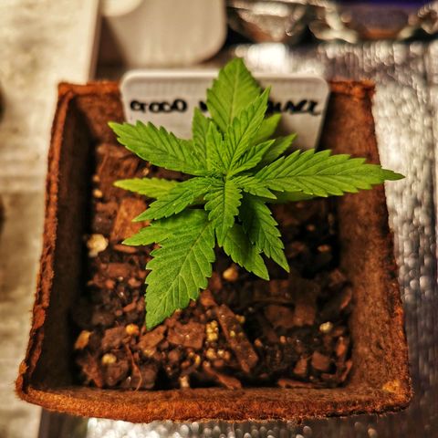 Good Wild Shark CBD growlog timeline photo