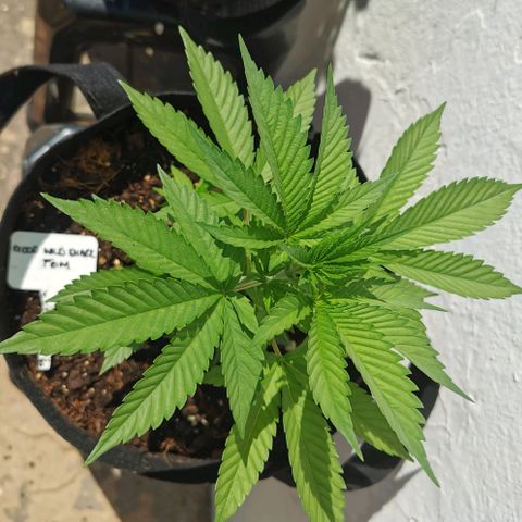 Good Wild Shark CBD growlog timeline photo