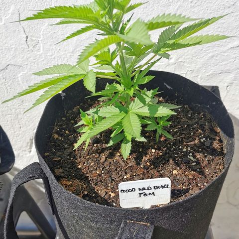 Good Wild Shark CBD growlog timeline photo