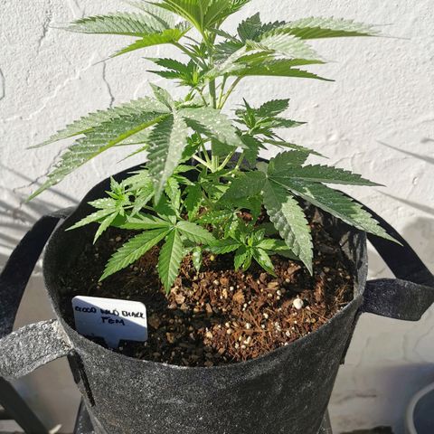 Good Wild Shark CBD growlog timeline photo
