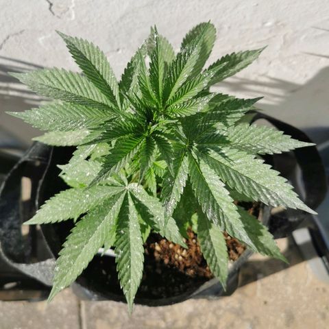 Good Wild Shark CBD growlog timeline photo