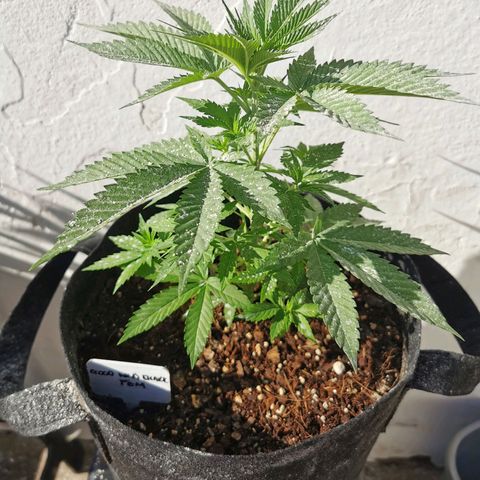 Good Wild Shark CBD growlog timeline photo