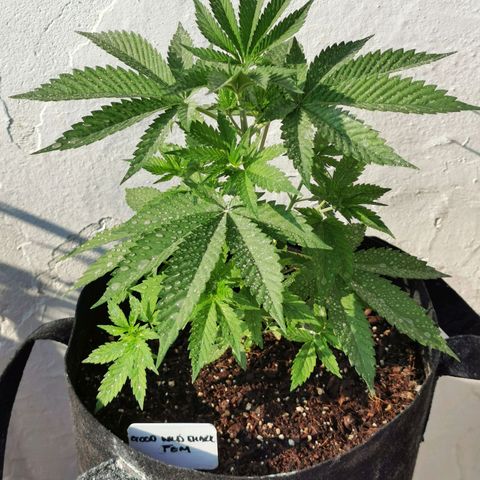 Good Wild Shark CBD growlog timeline photo