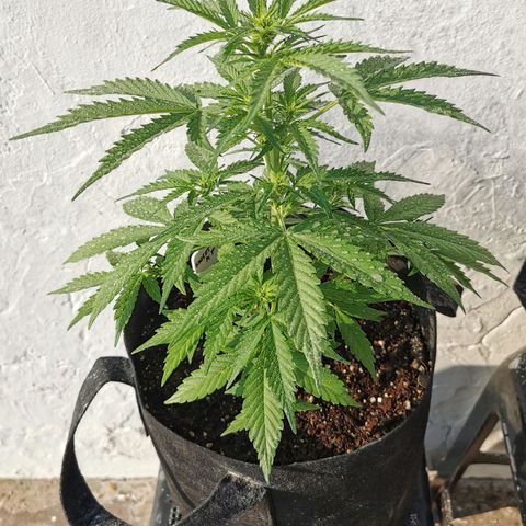 Good Wild Shark CBD growlog timeline photo