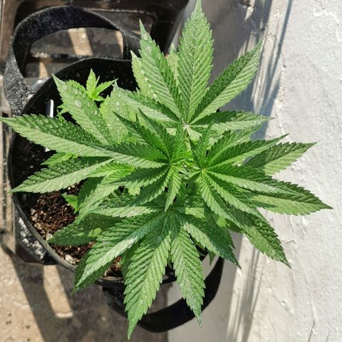 Good Wild Shark CBD growlog timeline photo