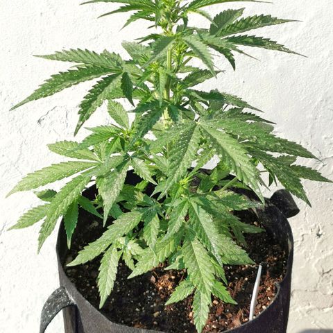 Good Wild Shark CBD growlog timeline photo