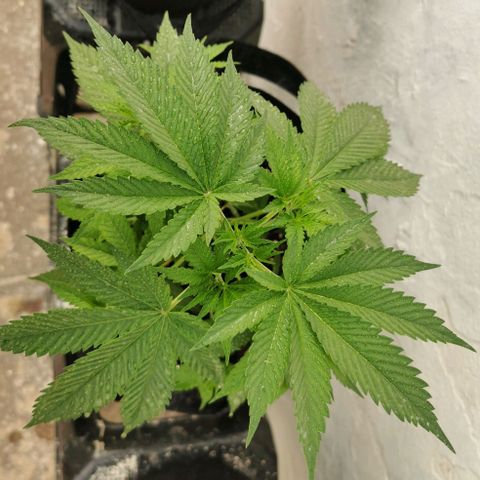 Good Wild Shark CBD growlog timeline photo