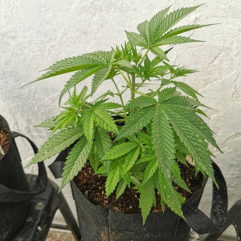 Good Wild Shark CBD growlog timeline photo