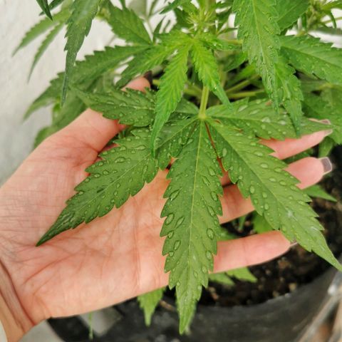 Good Wild Shark CBD growlog timeline photo