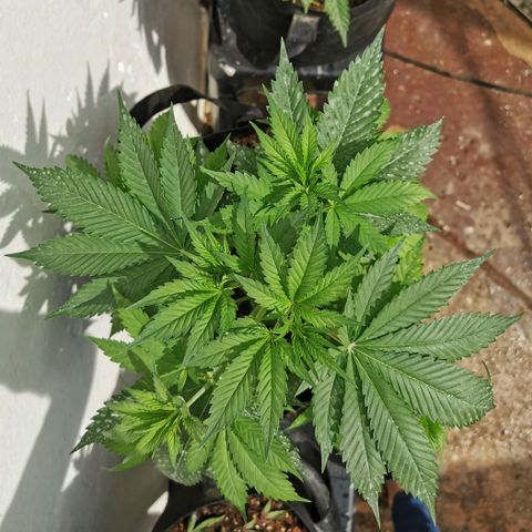 Good Wild Shark CBD growlog timeline photo