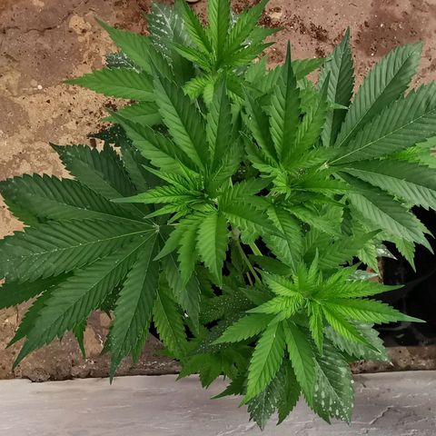 Good Wild Shark CBD growlog timeline photo