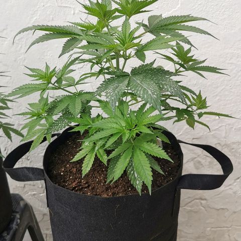 Good Wild Shark CBD growlog timeline photo