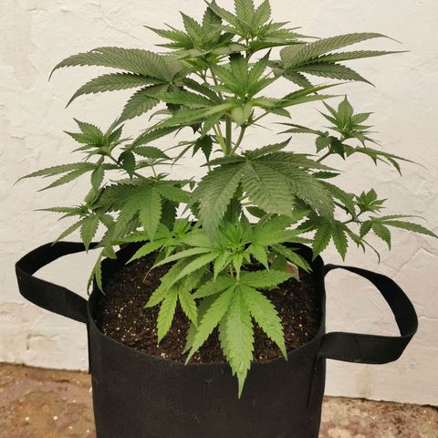 Good Wild Shark CBD growlog timeline photo