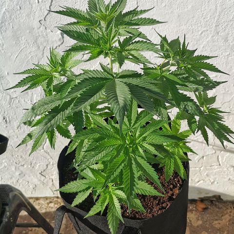 Good Wild Shark CBD growlog timeline photo