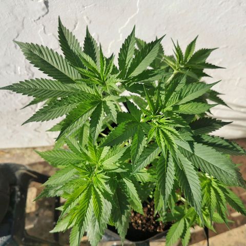 Good Wild Shark CBD growlog timeline photo