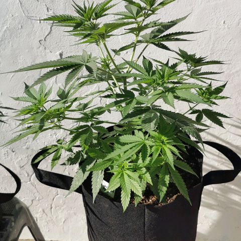 Good Wild Shark CBD growlog timeline photo