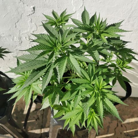 Good Wild Shark CBD growlog timeline photo