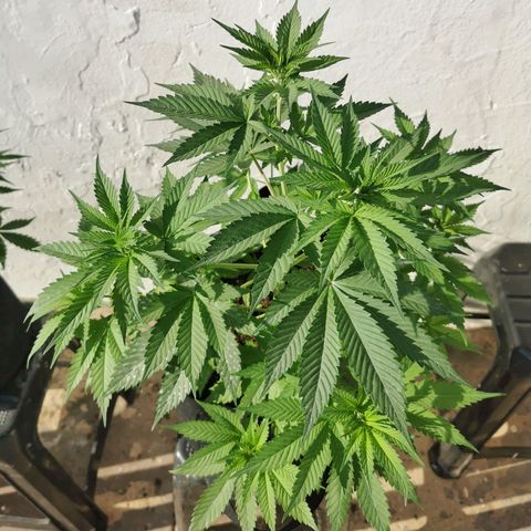 Good Wild Shark CBD growlog timeline photo