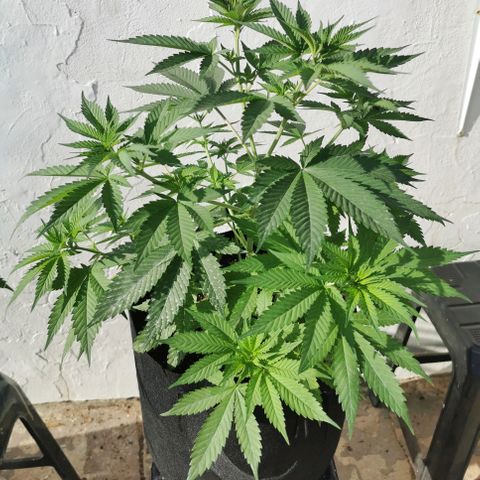 Good Wild Shark CBD growlog timeline photo