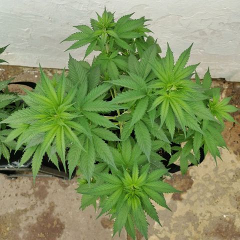Good Wild Shark CBD growlog timeline photo