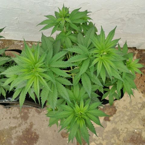 Good Wild Shark CBD growlog timeline photo