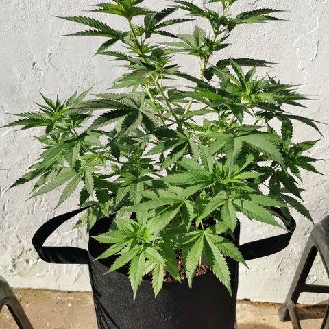 Good Wild Shark CBD growlog timeline photo