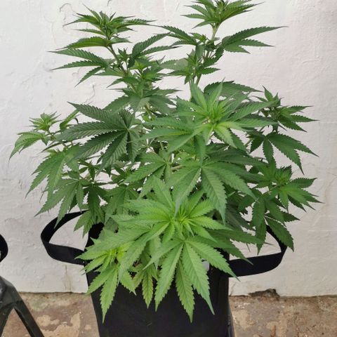 Good Wild Shark CBD growlog timeline photo
