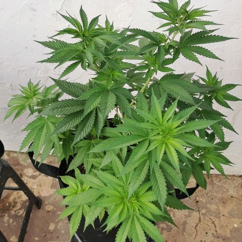 Good Wild Shark CBD growlog timeline photo