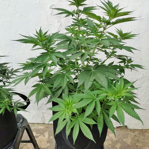 Good Wild Shark CBD growlog timeline photo