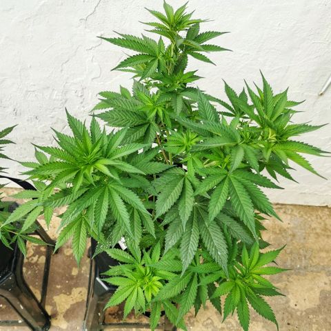 Good Wild Shark CBD growlog timeline photo