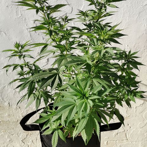 Good Wild Shark CBD growlog timeline photo