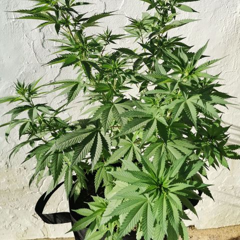 Good Wild Shark CBD growlog timeline photo