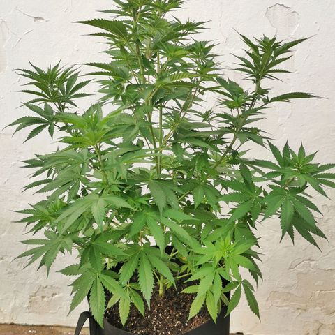 Good Wild Shark CBD growlog timeline photo