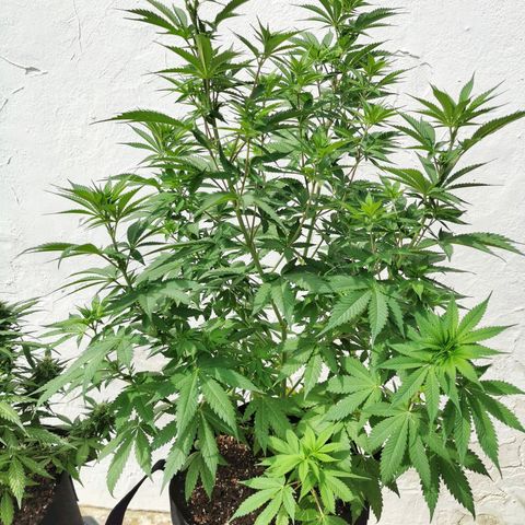 Good Wild Shark CBD growlog timeline photo