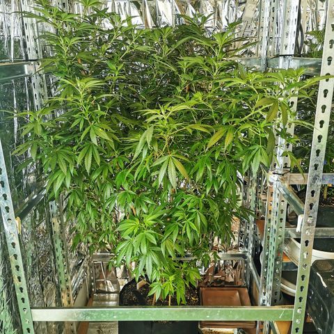 Good Wild Shark CBD growlog timeline photo