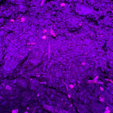 Gertrud #2 growlog photo: Entschahlen unterstützt 