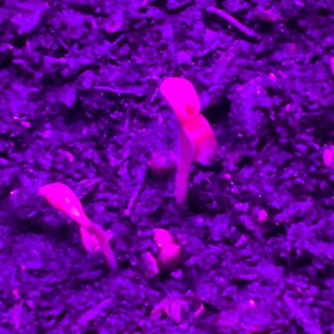 Gertrud #2 growlog timeline photo