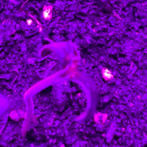 Gertrud #2 growlog timeline photo