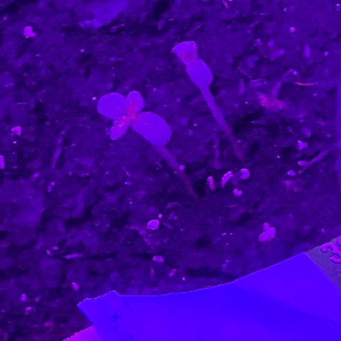 Gertrud #2 growlog timeline photo
