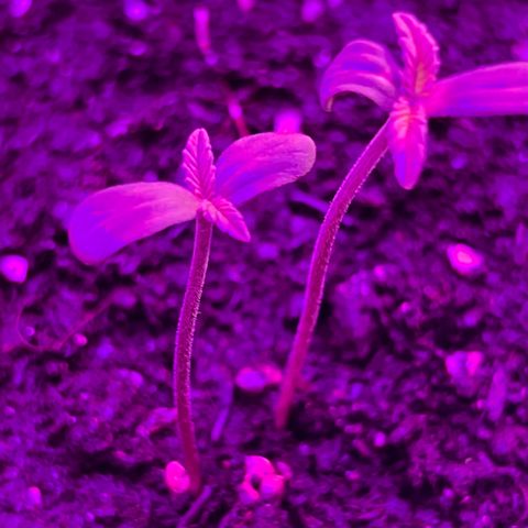Gertrud #2 growlog timeline photo